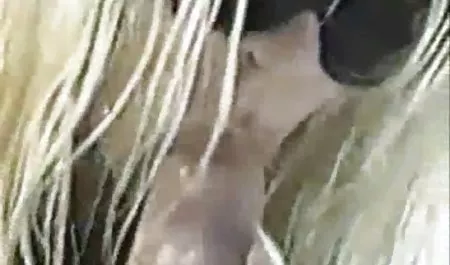 Pacar bangun dan kacau bokep indo sexx